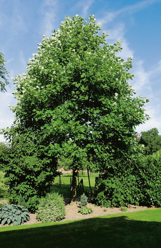 Liriodendron tulipifera, Utr 100-125