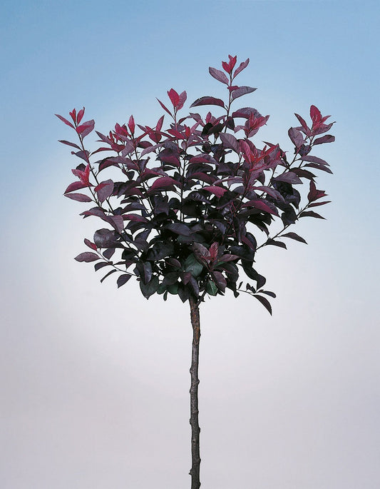 Prunus x cistena, Sh 80-90