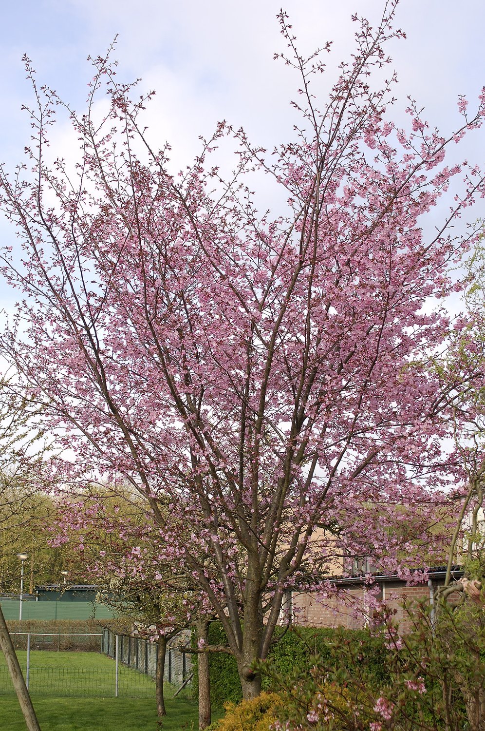 Prunus sargentii, Utr 150-200