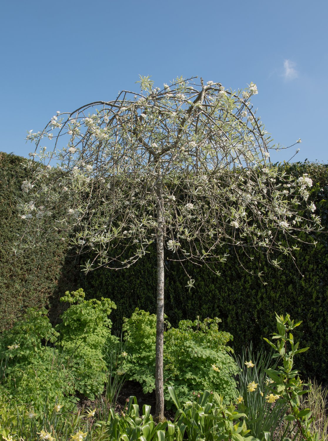 Pyrus salicifolia 'Pendula', Sh 100-120