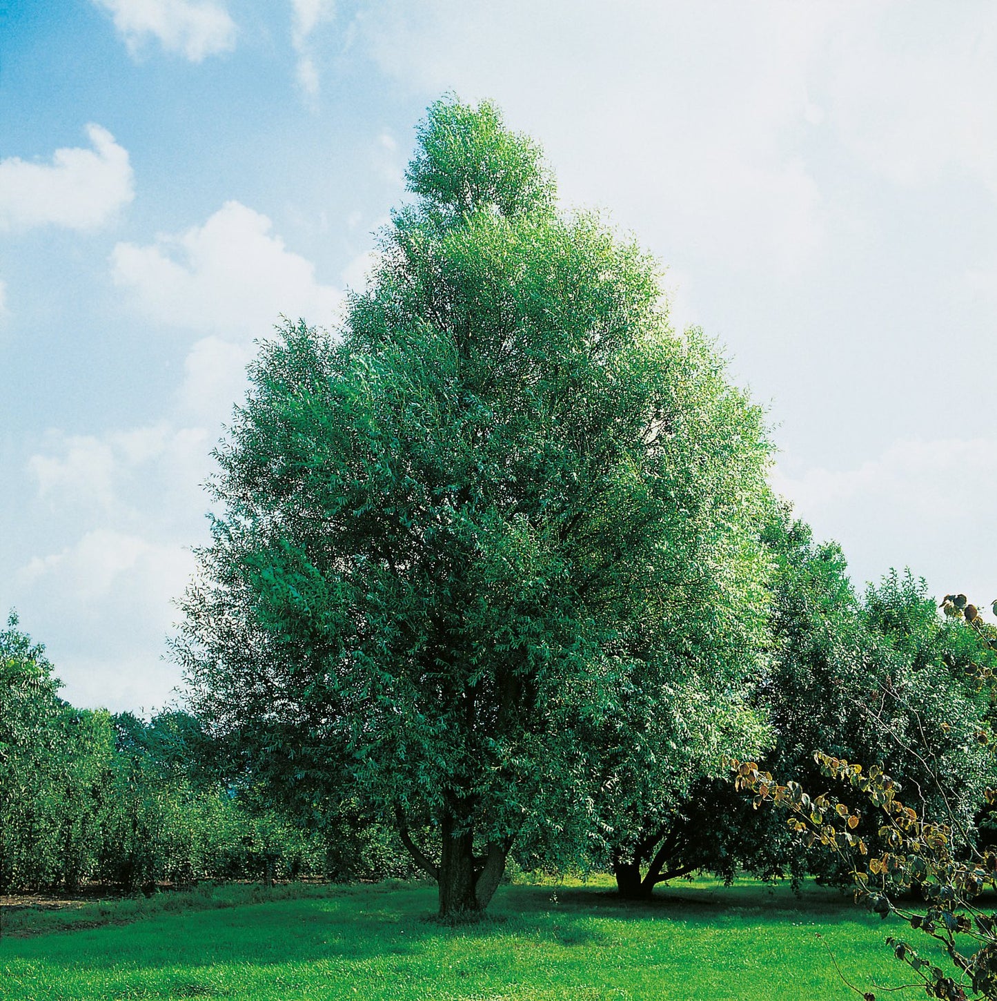 Salix fragilis 'Bullata', Utr 150-200