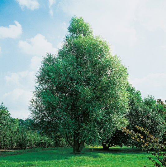 Salix fragilis 'Bullata', Utr 150-200