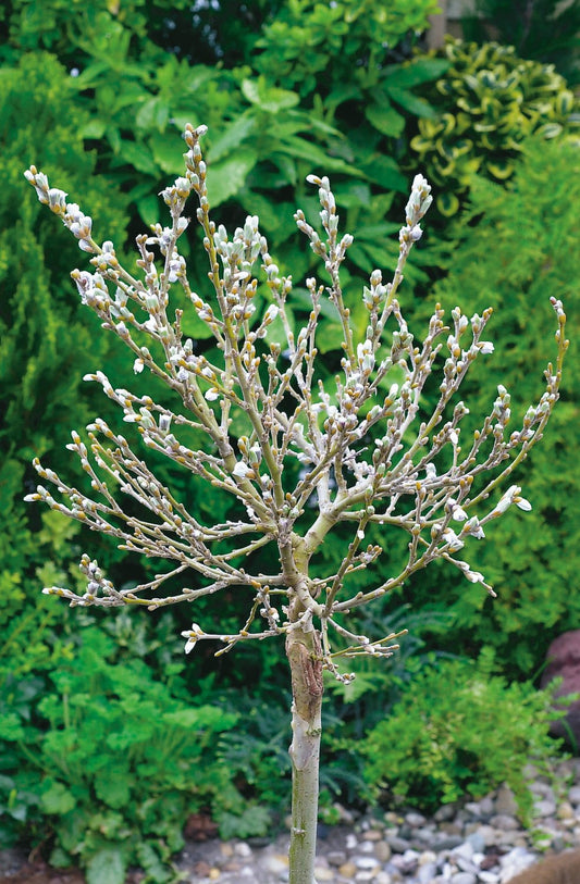 Salix helvetica, Sh 80-100