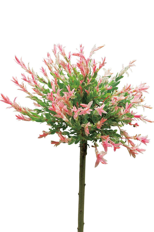 Salix integra 'Hakuro-nishiki', Sh 60