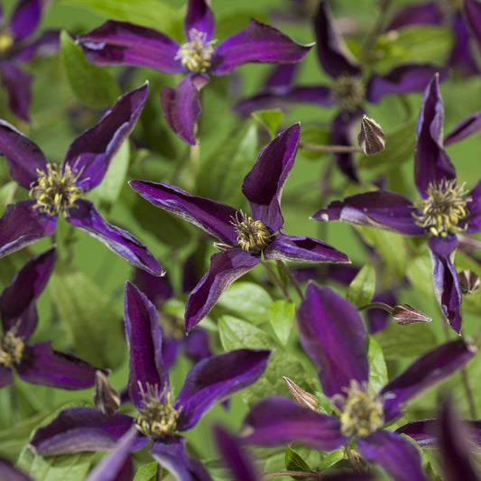 Clematis Noora
