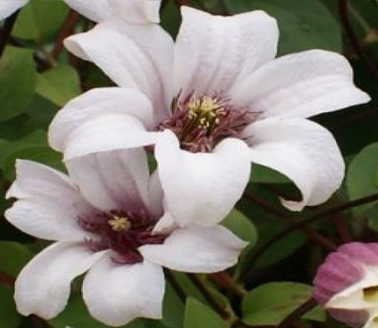Clematis Princess Kate