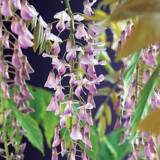 Wisteria floribunda 'Rosea'