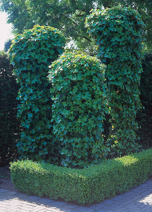 Hedera helix