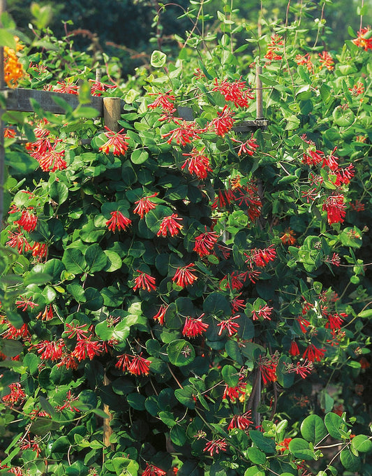 Lonicera × brownii 'Dropmore Scarlet'