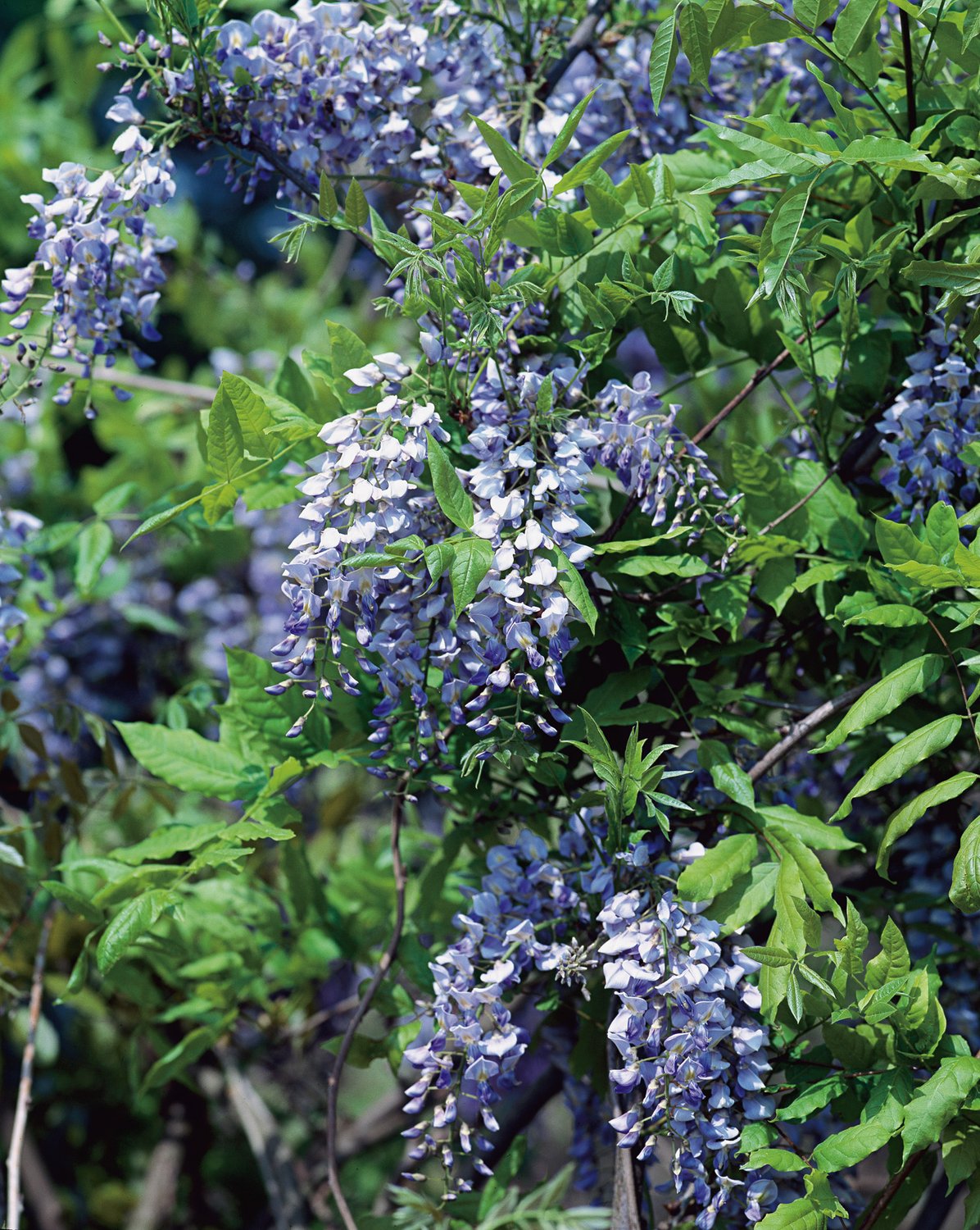 Wisteria sinensis 'Prolific'