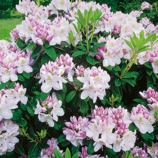 Rhododendron 'Gomer Waterer', 30-40 cm