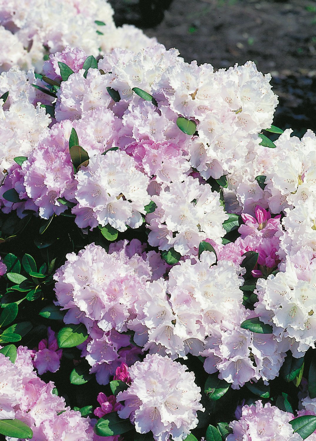 Rhododendron 'Silberwolke', 25-30 cm
