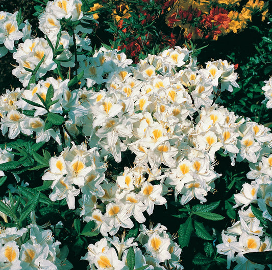 Rhododendron