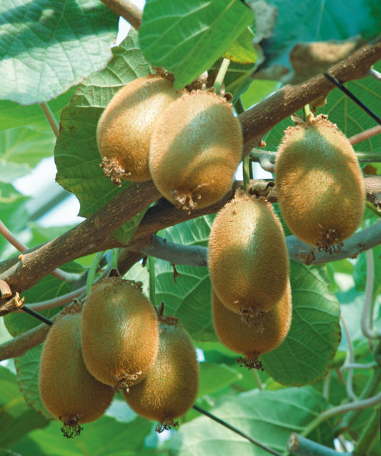 Actinidia deliciosa 'Jenny'