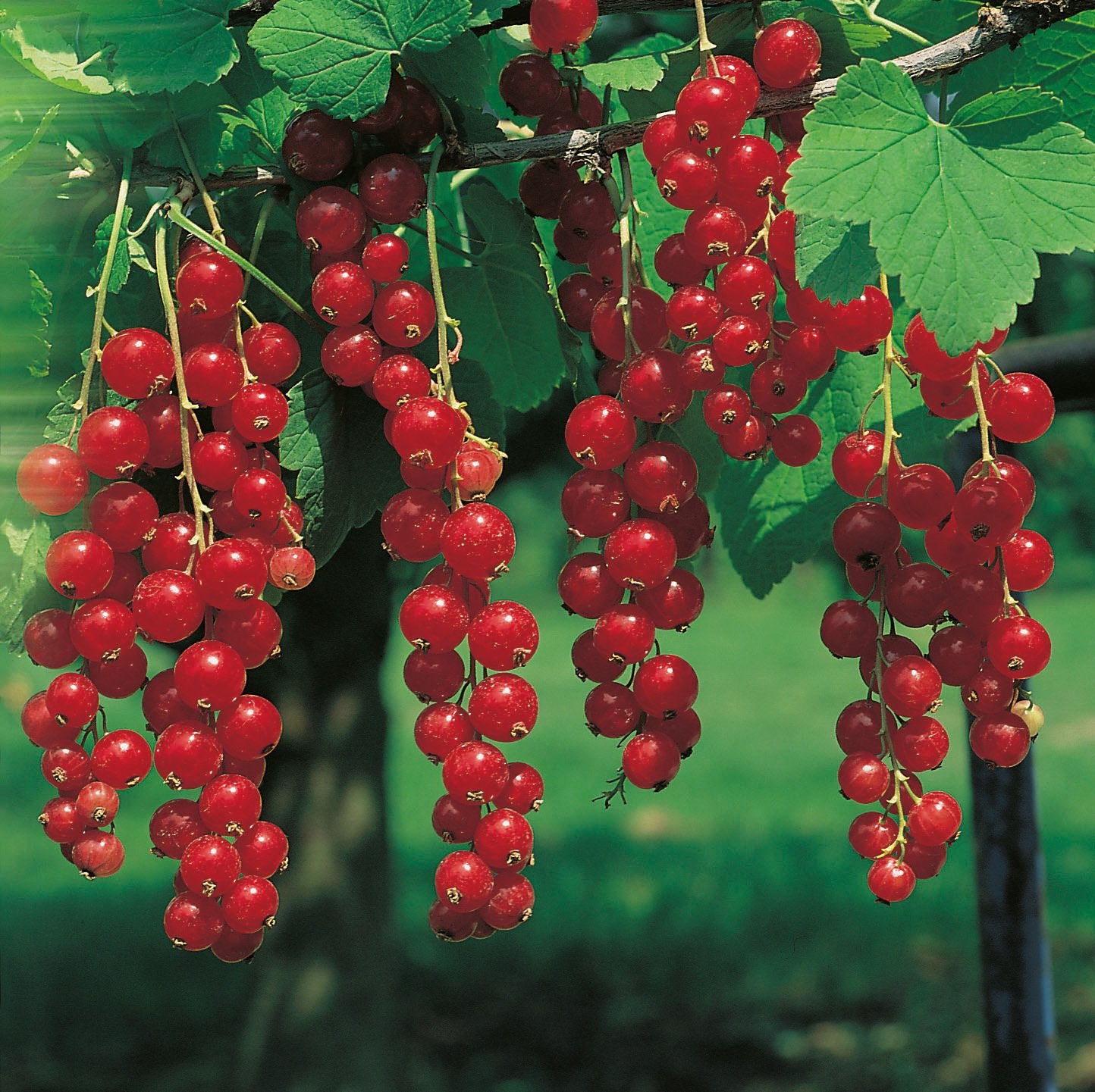 Ribes 'Jonkheer van Tets'