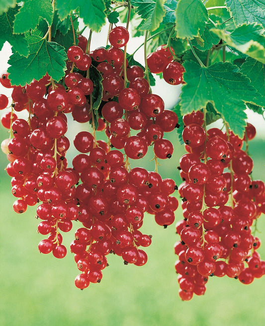 Ribes Röda Holländska ('Rote Holländische'), STAM