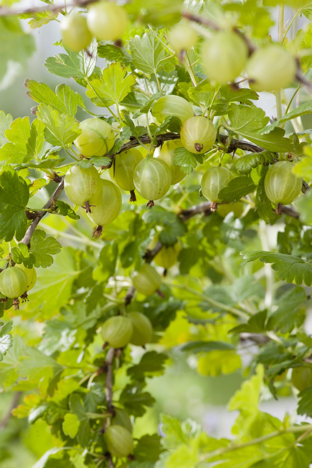 Ribes (krusbär) Hinnonmäki Gul, STAM