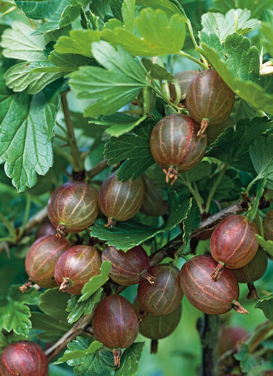 Ribes (krusbär) Hinnonmäki Röd