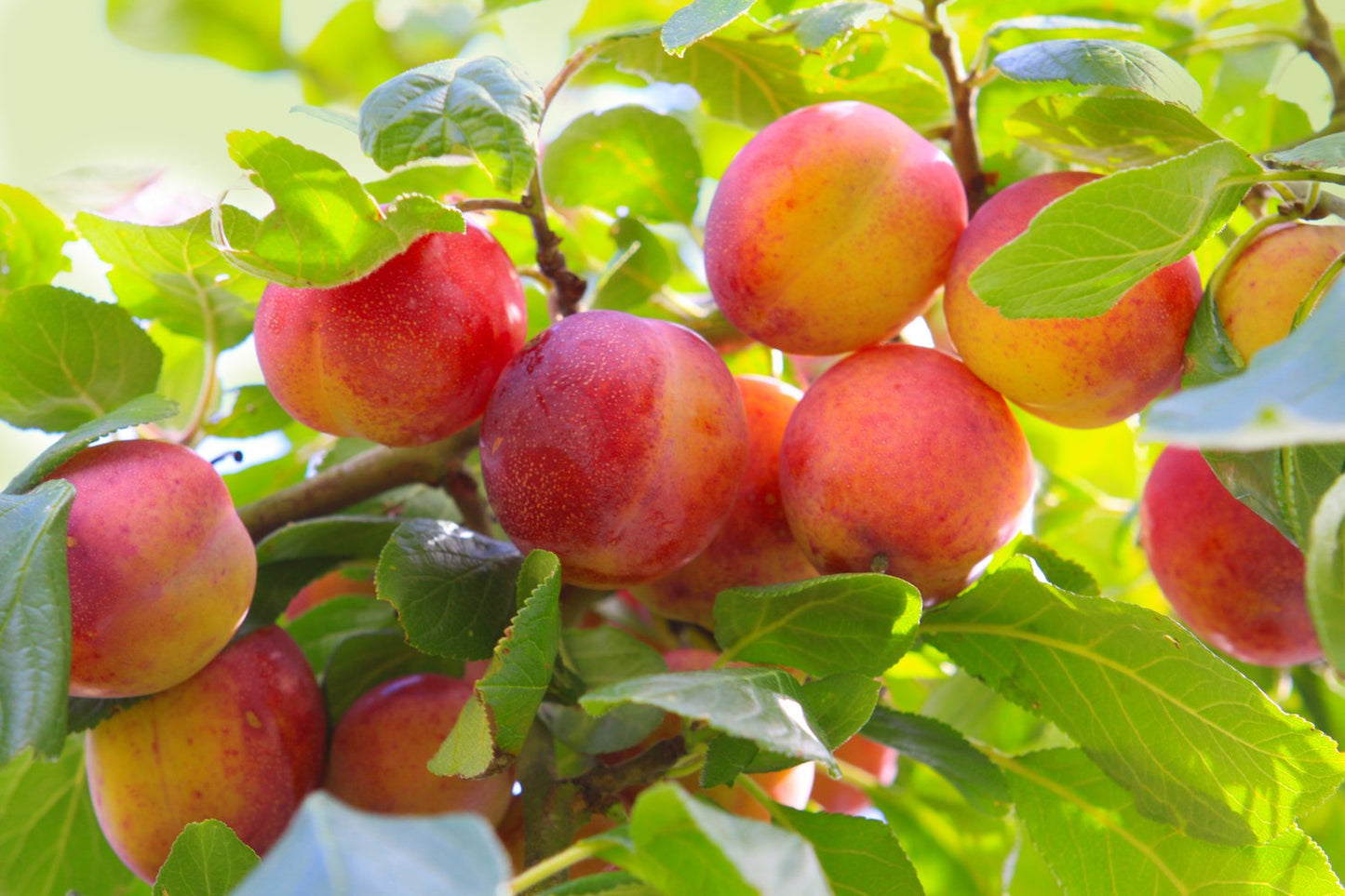 Prunus domestica KOMET E, (plommon)