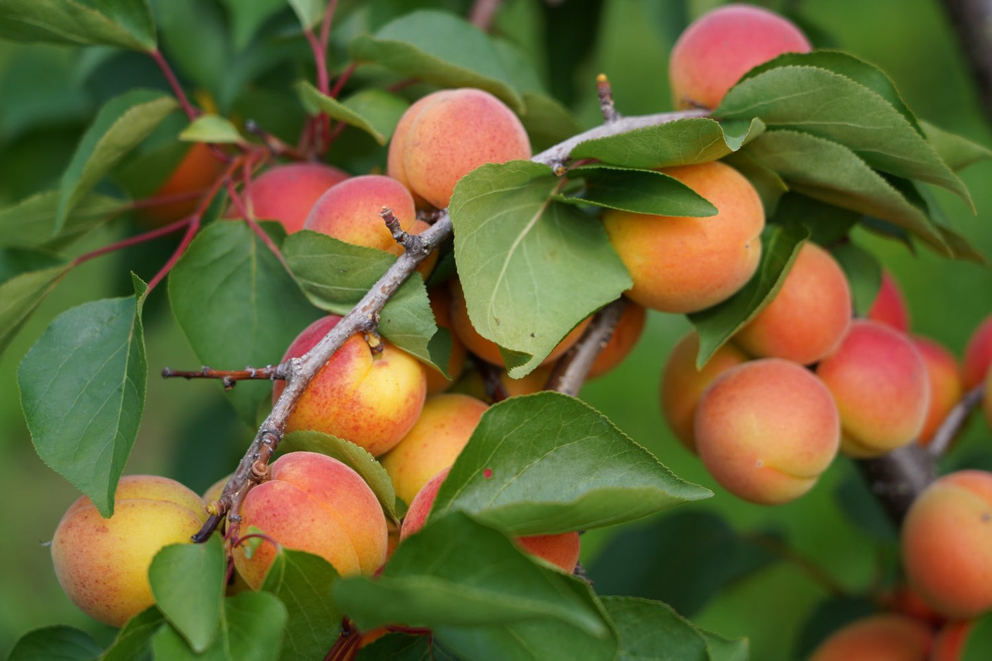 Prunus armeniaca NANCY, (aprikos)