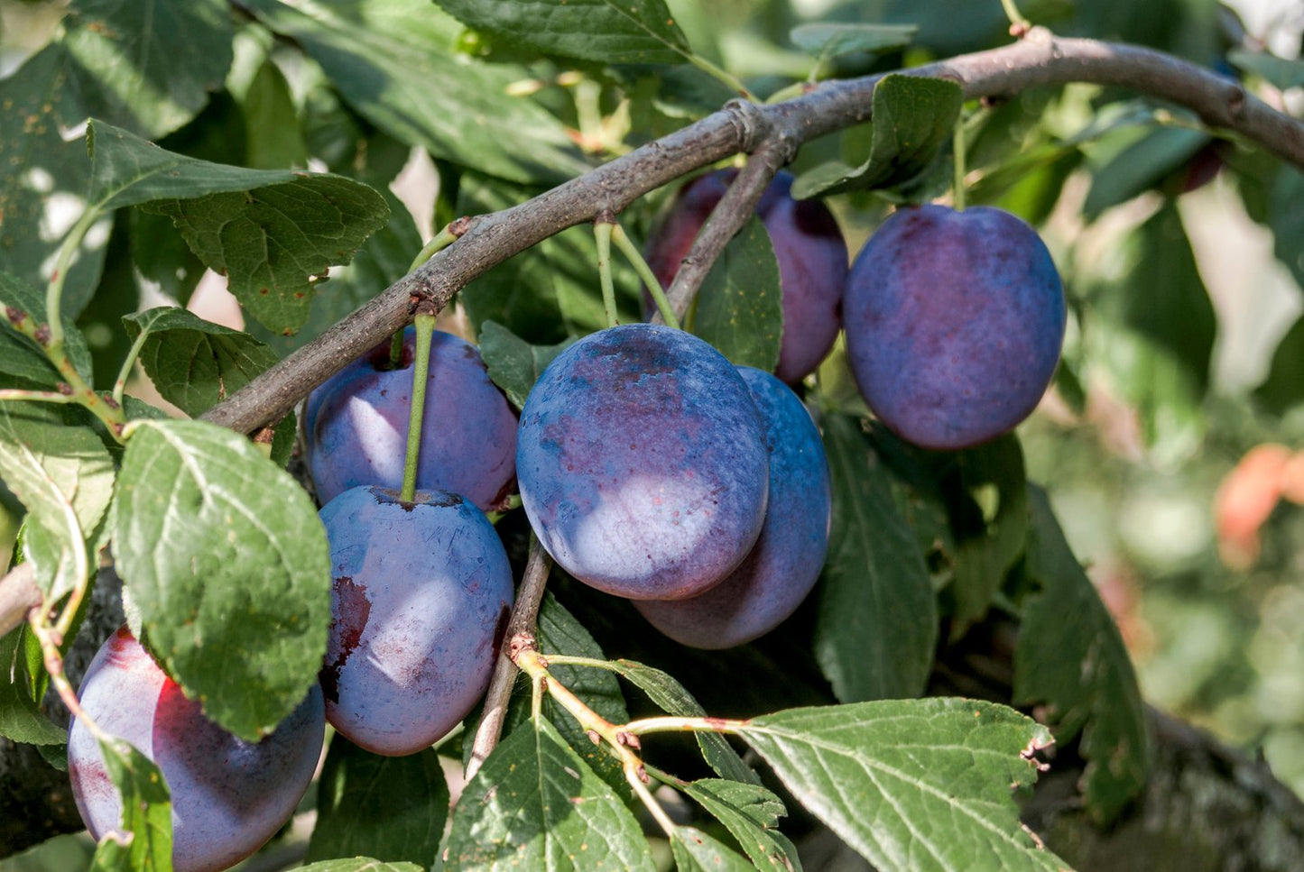 Prunus domestica 'Opal' Pixy, (plommon svagväxande)