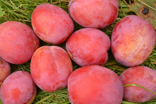 Prunus domestica 'Victoria' Pixy, (plommon svagväxande)