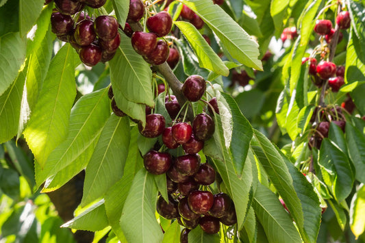 Prunus avium 'Stella' E, GiSelA, (körsbär svagväxande)
