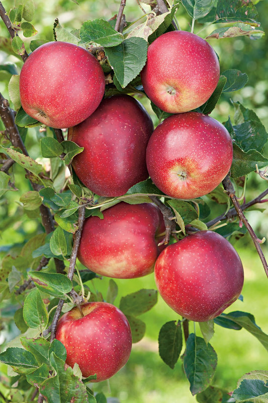 Malus domestica 'Summerred', B9, (äpple svagväxande)