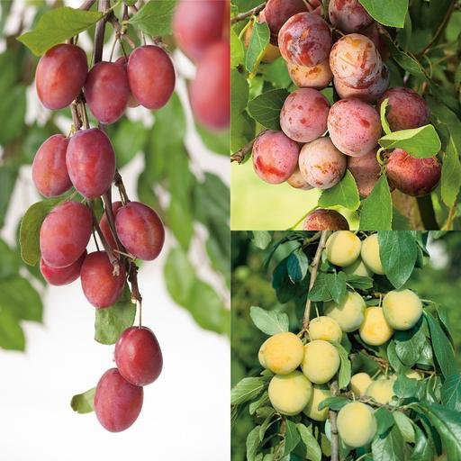 Familjeträd plommon (Prunus domestica)