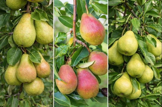 Familjeträd päron (Pyrus communis)
