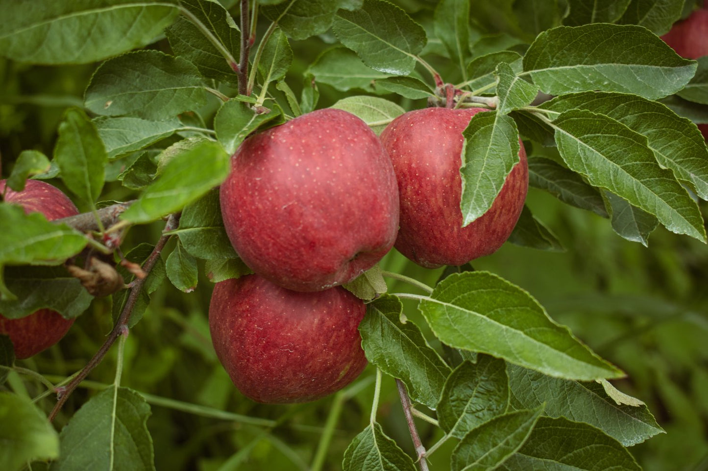Malus domestica 'Amorosa' E, (äpple)