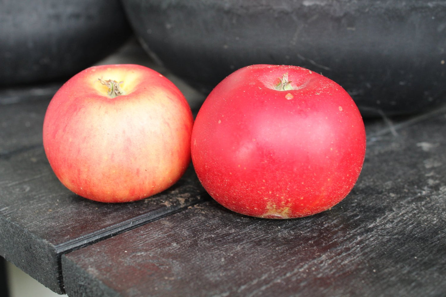 Malus domestica 'Discovery' E, (äpple)