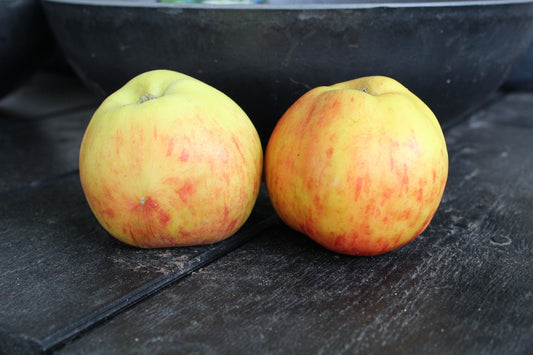Malus domestica 'Gravensteiner', (äpple)