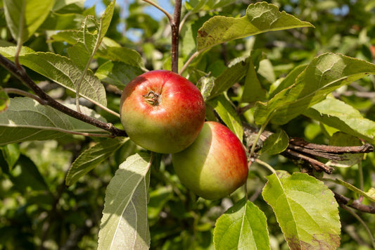 Malus domestica 'James Grieve' E, (äpple)