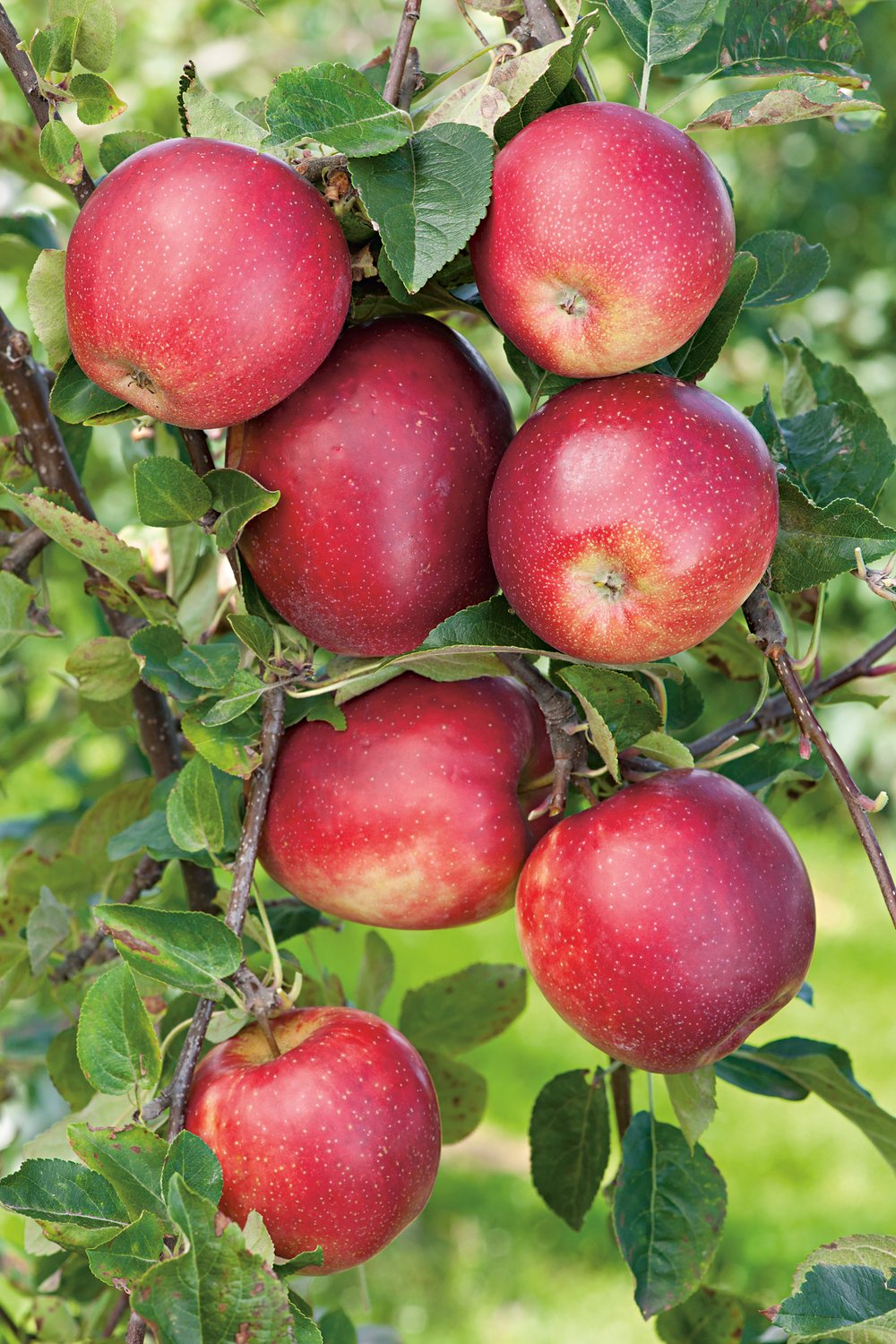 Malus domestica 'Summerred', (äpple)