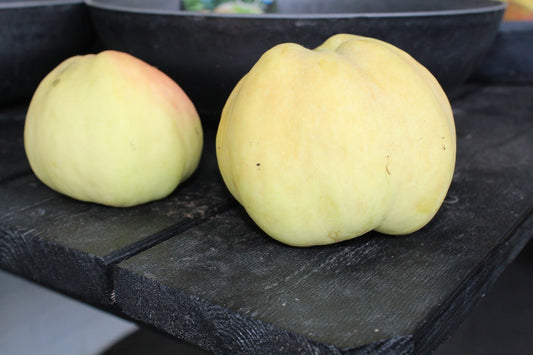 Malus domestica TRANSPARENTE BLANCHE, (äpple)