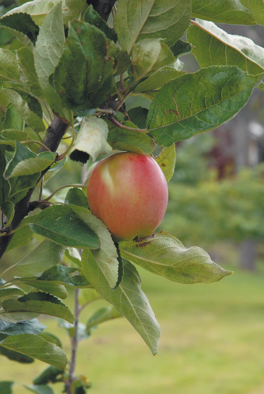 Malus domestica 'Åkerö', (äpple)