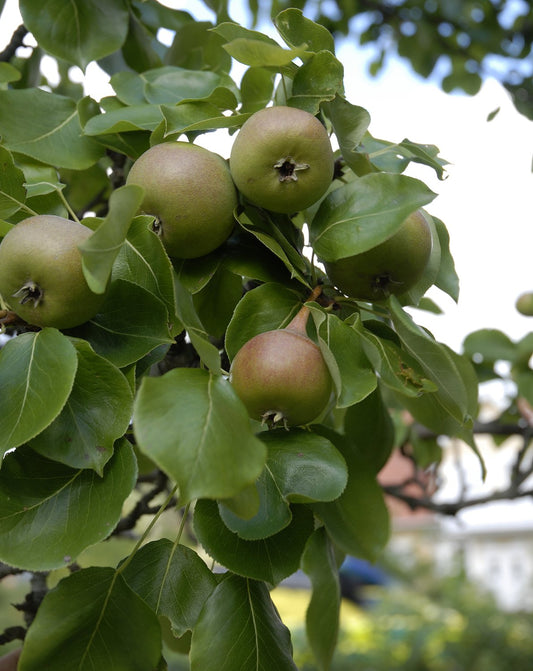 Pyrus communis 'Augustipäron', (päron)