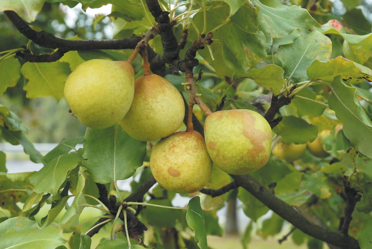 Pyrus communis 'Göteborgs Diamant' E, (päron)