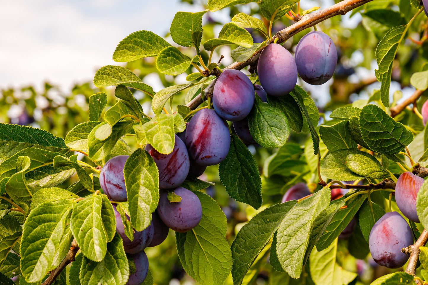 Prunus domestica 'Jubileum' E, (plommon)