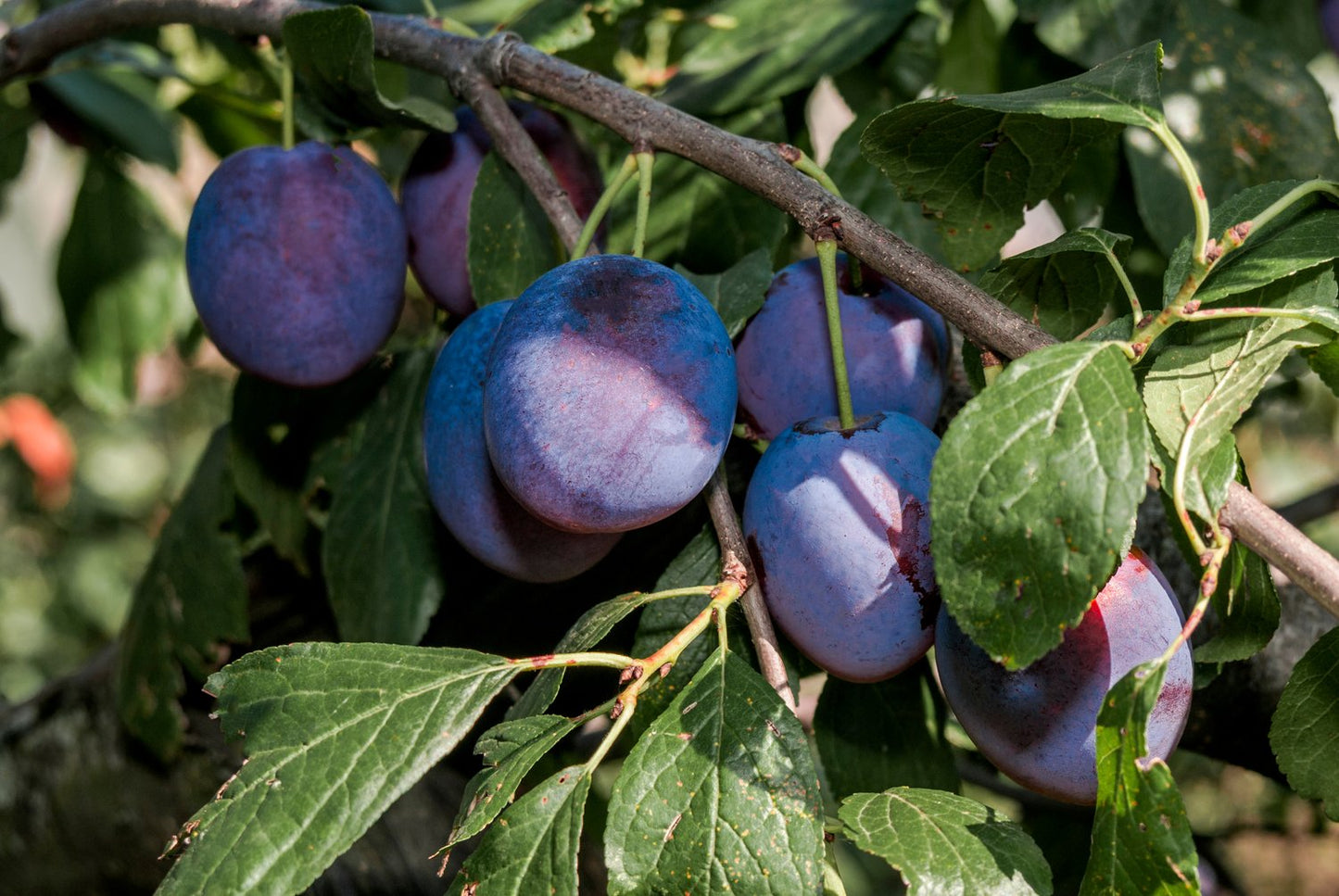 Prunus domestica 'Opal' E, (plommon)
