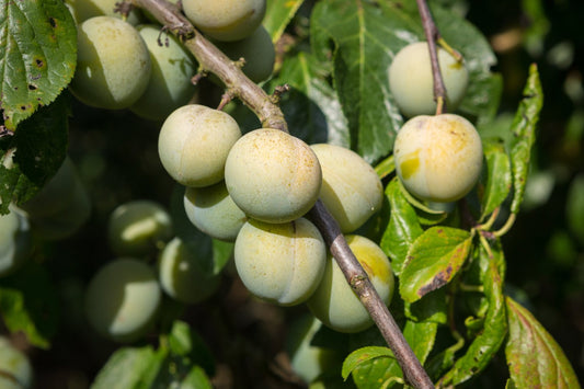 Prunus domestica 'Reine Claude d'Oullins', (plommon)