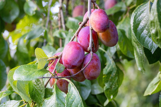 Prunus domestica 'Victoria', (plommon)