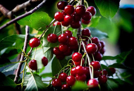 Prunus cerasus SKUGGMORELL E, (körsbär)