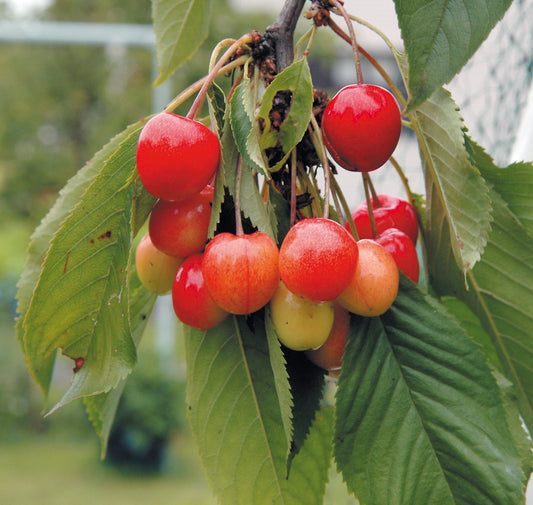 Prunus avium 'Allmän Gulröd Bigarrå', (körsbär)