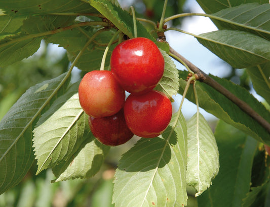 Prunus avium 'Merton Glory' E, (körsbär)