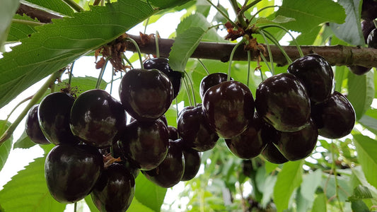 Prunus avium STOR SVART BIGARRÅ, (körsbär)