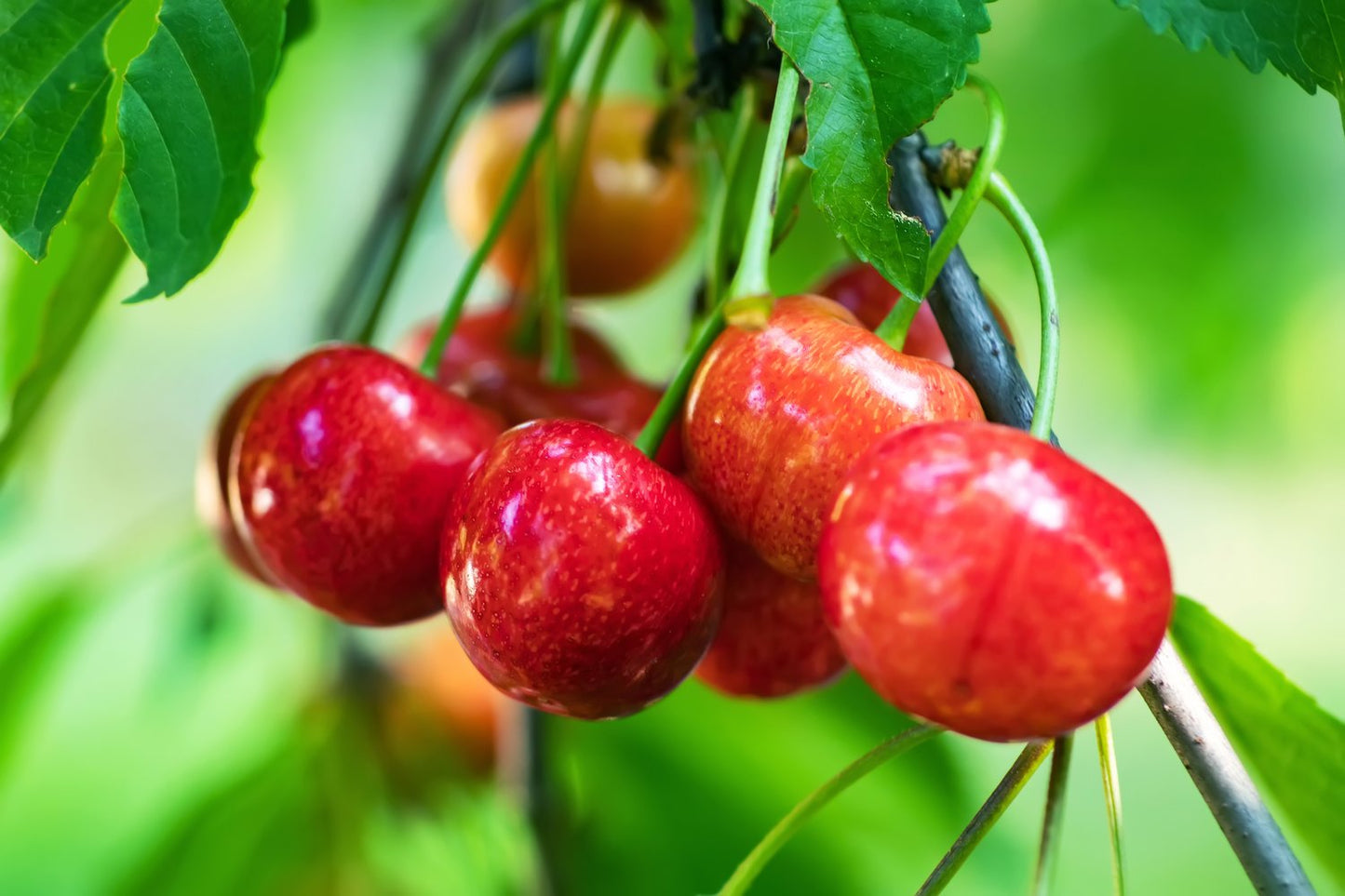 Prunus avium 'Van' E, (körsbär)