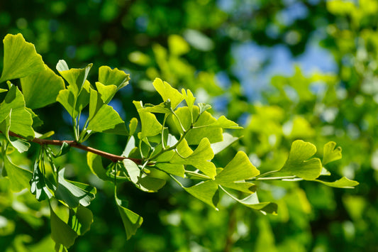 Ginkgo biloba, 60-80 cm