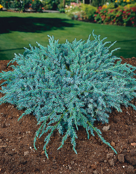 Juniperus squamata 'Blue Carpet', 30-40 cm